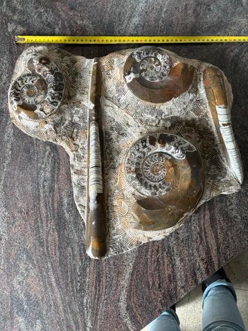 Fossielenplaat met Ammonieten en Inktvis beschikbaar voor biedingen