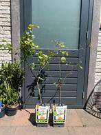 Appelboom, Ophalen, Appelboom