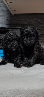 Toy poedel pups nog 1 reutje, Poedel, CDV (hondenziekte), 8 tot 15 weken, Meerdere