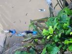 Baby guppen, Dieren en Toebehoren, Vissen | Aquariumvissen, Vis, Zoetwatervis