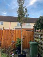 Portugese Laurier - 550cm - Stam 12-14cm, Lente, 400 cm of meer, Volle zon, In pot