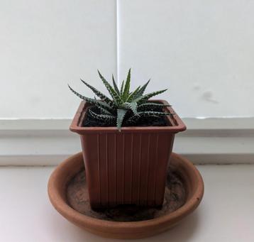 Zebraplant - Haworthia fasciata beschikbaar voor biedingen