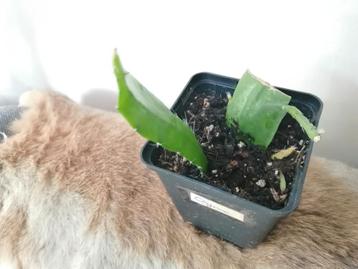 Epiphyllum cognac  beschikbaar voor biedingen