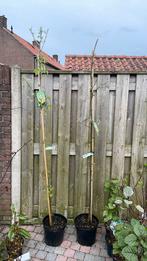 Laburnum anagyroides gouden regen, Ophalen