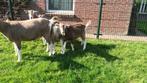 Prachtige Toggenburger bok hoornloos, Dieren en Toebehoren, Schapen, Geiten en Varkens, Mannelijk, Geit, 0 tot 2 jaar