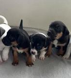 Prachtige Jack Russel pups! ❤️, Dieren en Toebehoren, Jack Russell Terriër, 8 tot 15 weken, Meerdere, Meerdere dieren