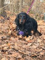 Lieve teckel dames zoeken hun gouden mand, 1 tot 2 jaar, Dwerg, Langhaar, Parvo