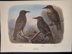 SPREEUW  grote prent ca 23,5 x 33cm getekend M.A. Koekkoek, 1960 tot 1980, Gebruikt, Verzenden, Dier