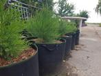 Mammoetboom (Sequoiadendron giganteum), Ophalen, Volle zon, Overige soorten