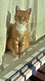 Rode kater cypers + zwart wit kater, Dieren en Toebehoren, Kater, Ontwormd, 3 tot 5 jaar