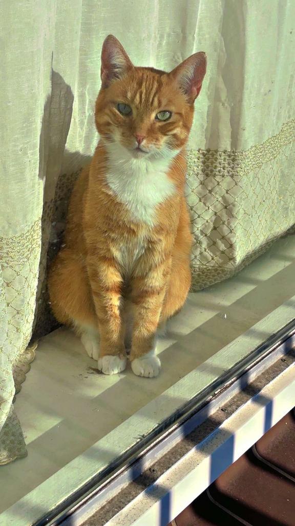 Rode kater cypers + zwart wit kater, Dieren en Toebehoren, Katten en Kittens | Raskatten | Korthaar, Kater, 3 tot 5 jaar, Ontwormd