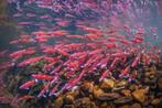 Vijver vissen! Regenboog elrits! Danio, koi karper, zeelt, Dieren en Toebehoren, Vissen | Vijvervissen, Overige soorten