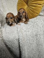 Langhaar dwerg teckel langharige dwergteckel pups, 8 tot 15 weken, Dwerg, Langhaar, Meerdere