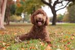 Gezocht: logeerhond golden- labradoodle, Maltipoo toy poedel, Voor 1 juli 2024