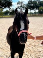 Super mooie 3 jarige pony, Merrie, Gechipt, 3 tot 6 jaar, Onbeleerd