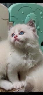 Ragdoll poesje blue mitted / bicolor uit kampioenenlijn, Dieren en Toebehoren, Katten en Kittens | Raskatten | Langhaar, Meerdere dieren