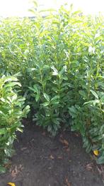 Hagen -portugese laurier -genolia -conifeer- photinia -taxus, Tuin en Terras, Planten | Struiken en Hagen, Ophalen, Laurier, 100 tot 250 cm