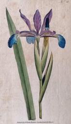 Antieke kopergravure van W Curtis - Blauwe Iris, Ophalen of Verzenden