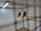 Te koop overjarig koppel groenlingen, Dieren en Toebehoren, Vogels | Overige Vogels, Meerdere dieren, Wildzangvogel, Geringd