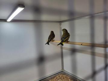 Te koop overjarig koppel groenlingen  beschikbaar voor biedingen