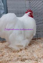 2 cochin kriel cochinkriel cochin krielen cochin hanen 2025, Dieren en Toebehoren, Pluimvee, Mannelijk, Kip