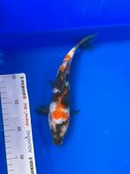 Showa, Dieren en Toebehoren, Vissen | Vijvervissen, Karper of Koi