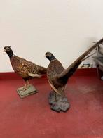 2 opgezette fazanten, Ophalen, Zo goed als nieuw, Vogel, Opgezet dier