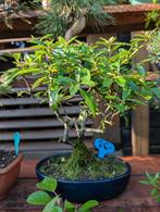 Pyracantha Bonsai, Bloeit niet, Halfschaduw, Minder dan 100 cm, Overige soorten