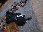 Super lieve sociale  pup, Dieren en Toebehoren, Honden | Niet-rashonden, 15 weken tot 1 jaar, Teef, Eén hond, Middel