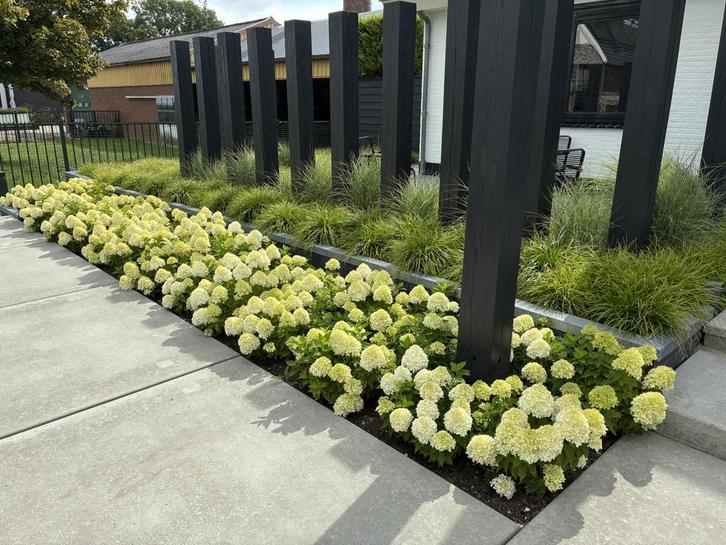 Spooky, dwerg pluimhortensia max 50 cm, veel bloem, wowsoort, Tuin en Terras, Planten | Tuinplanten, Overige soorten, Halfschaduw