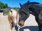 Kom jij ons gezellige stalteam versterken in Blaricum?, Diensten en Vakmensen, Dieren | Paarden | Verzorging, Oppas en Les, Ruiter of Bijrijder