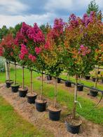Lagerstroemia indica Purple Star / mooie dikke bomen ‼️‼️, 250 tot 400 cm, Zomer, Ophalen, Volle zon