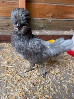 Baardkuifhoenkriel haan, Dieren en Toebehoren, Mannelijk, Kip