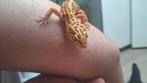 Luipaardgekko te koop, Dieren en Toebehoren, Reptielen en Amfibieën, Hagedis, Met terrarium, 3 tot 6 jaar