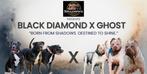 Unieke American Bully XL Puppies – Diamond x Ghost, Dieren en Toebehoren, Overige rassen, 8 tot 15 weken, Meerdere, Meerdere dieren