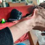 Baby slangen, beastcorn, 4 rode 2 grijzen., Dieren en Toebehoren, Reptielen en Amfibieën, Slang, 0 tot 2 jaar