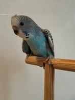 Jonge grasparkieten, Dieren en Toebehoren, Vogels | Parkieten en Papegaaien, Meerdere dieren, Parkiet, Tam