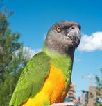 Bonte boertje man, Dieren en Toebehoren, Vogels | Parkieten en Papegaaien, Mannelijk, Papegaai