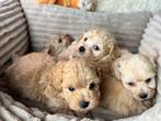 Maltipoo pups reutjes 1250€ teefje 1500€, Dieren en Toebehoren, Nederland, Overige rassen, 8 tot 15 weken, CDV (hondenziekte)