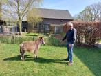 Prachtig klein ezeltje, Dieren en Toebehoren, Mannelijk, Voor 1 juli 2024