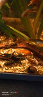 Algeneters  ook sluierstaart red, black orange, Dieren en Toebehoren, Vis