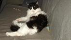 Lieve boskat vrouw te koop, Poes