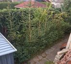 Partij ca. 15 kerstbomen met kluit 200-300cm (sparren), Ophalen