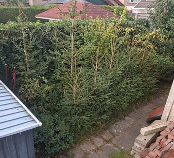 Partij ca. 15 kerstbomen met kluit 200-300cm (sparren) beschikbaar voor biedingen