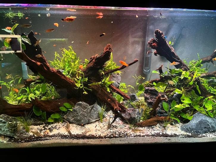 Jonge zwaarddragers, Dieren en Toebehoren, Vissen | Aquariumvissen, Zoetwatervis, Vis