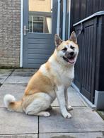 Amerikaanse akita inu teef, Rabiës (hondsdolheid), 15 weken tot 1 jaar, Teef, Eén hond