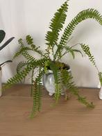 Planten en Potten, Ophalen, Overige soorten, Halfschaduw, In pot