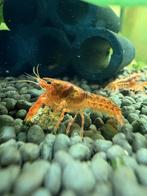 Oranje CPO dwergkreeftjes – Cambarellus patzcuarensis, Dieren en Toebehoren, Kreeft, Krab of Garnaal
