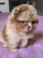 Pomeriaan | Pomeranian | Puppy | Teefje | Stamboom | Beertje, 8 tot 15 weken, Buitenland, Teef, Eén hond