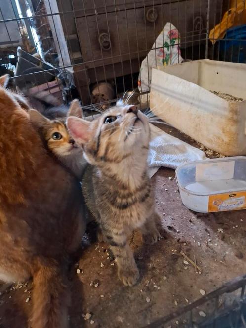 Lieve speelse kittens. Katers. Rood en cypers, Dieren en Toebehoren, Katten en Kittens | Overige Katten, Kortharig, Kater, 0 tot 2 jaar